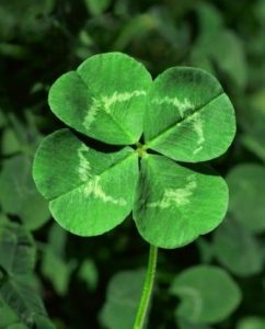 four-leaf-clover-image